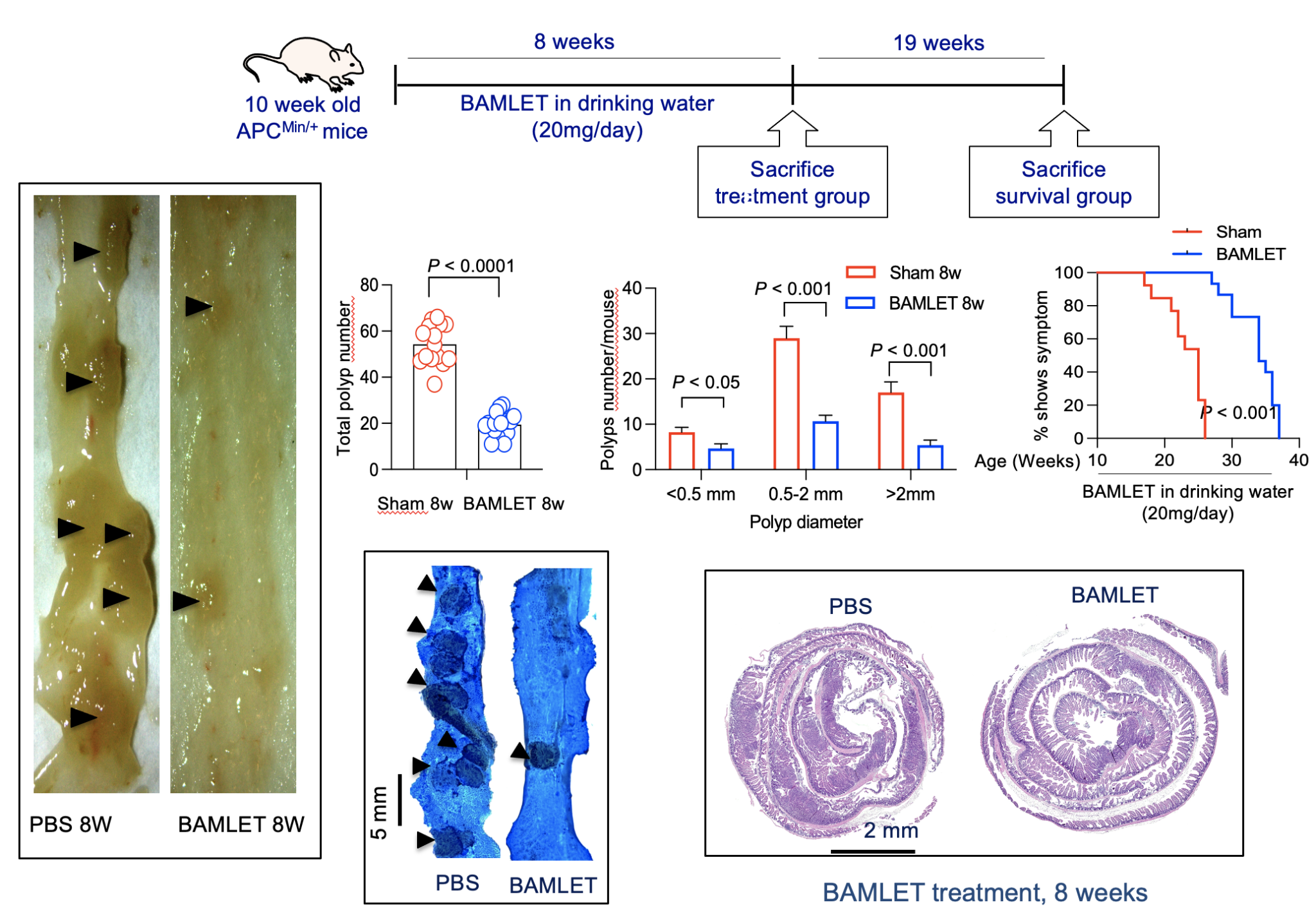 Colon Cancer - Hamlet BioPharma